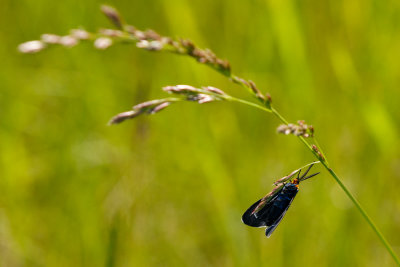 Other Insects