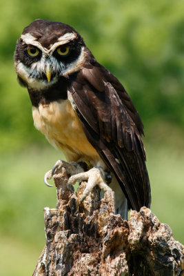 Raptor Conservancy D210604 0491 www.jpg