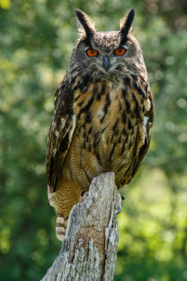 Raptor Conservancy D210604 0740 www.jpg