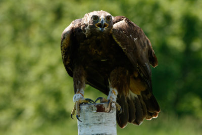 Raptor Conservancy D210605 0557 www.jpg