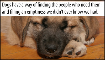 animals - dogs have a way of finding.jpg