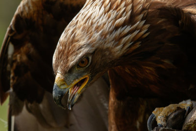 Raptor Conservancy D210607 1051 www.jpg