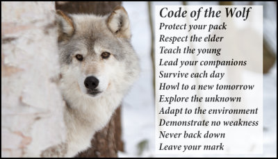 animals - code of the wolf.jpg