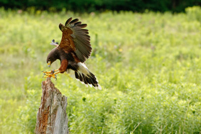 Raptor Conservancy D210705 0677 www.jpg