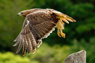 Raptor Conservancy D210705 1025 www.jpg