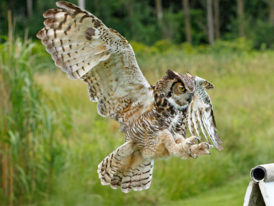 Raptor Conservancy D210706 0209 www.jpg