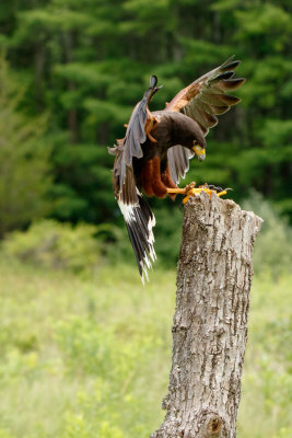 Raptor Conservancy D210706 0394 www.jpg