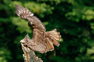 Raptor Conservancy D210706 1441 www.jpg