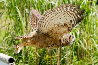 Raptor Conservancy D210706 1657 www.jpg