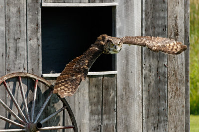 Raptor Conservancy D210705 0463 www.jpg