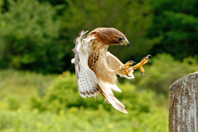 Raptor Conservancy D210705 1111 www.jpg