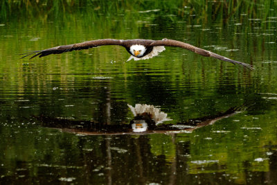 Raptor Conservancy D210705 1253 www.jpg