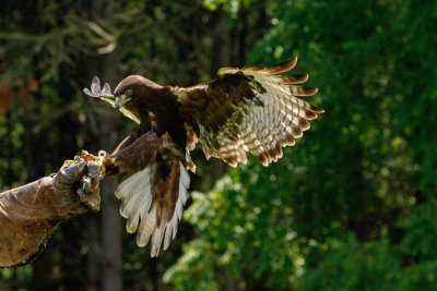 Raptor Conservancy D210706 1421 www.jpg