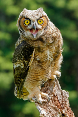 Raptor Conservancy D210706 1514 www.jpg