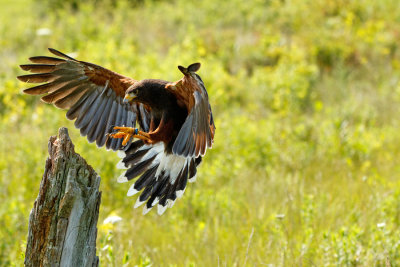 Raptor Conservancy D210713 0173 www.jpg