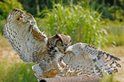 Raptor Conservancy D210713 0848 www.jpg