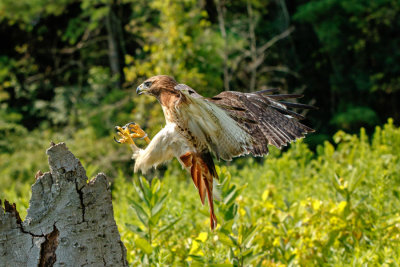 Raptor Conservancy D210713 0979 www.jpg