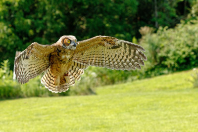 Raptor Conservancy D210713 1385 www.jpg