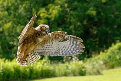 Raptor Conservancy D210713 1427 www.jpg