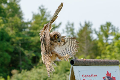 Raptor Conservancy D210713 1431 www.jpg