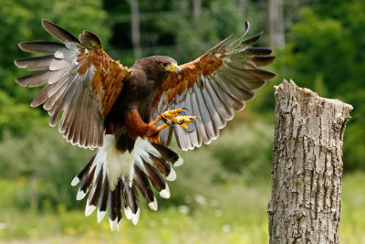 Raptor Conservancy D210714 0624 www.jpg