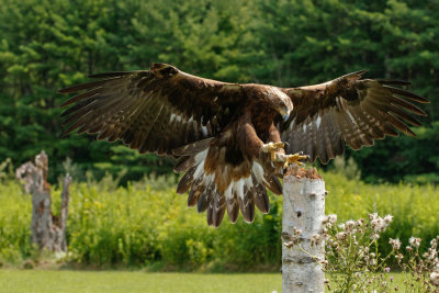 Raptor Conservancy D210714 0763 www.jpg