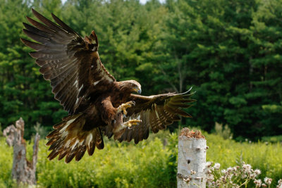 Raptor Conservancy D210714 0783 www.jpg