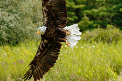 Raptor Conservancy D210714 1238 www.jpg