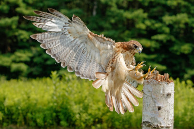 Raptor Conservancy D210714 1639 www.jpg