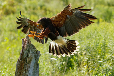 Raptor Conservancy D210812 0131 www.jpg