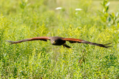 Raptor Conservancy D210812 0177 www.jpg