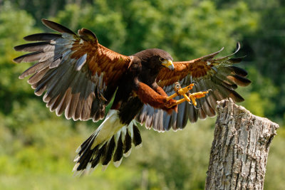 Raptor Conservancy D210813 0052 www.jpg