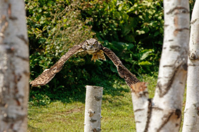 Raptor Conservancy D210813 0340 www.jpg