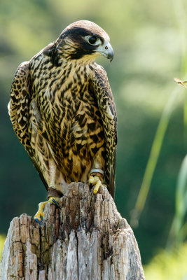 Raptor Conservancy D210813 0544 www.jpg