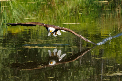 Raptor Conservancy D210813 0800 www.jpg