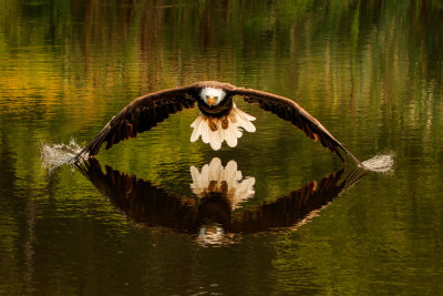 Raptor Conservancy D210904 0615 www.jpg