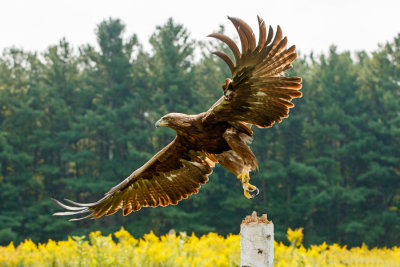 Raptor Conservancy D210904 0188 www.jpg