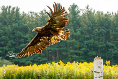 Raptor Conservancy D210904 0191 www.jpg