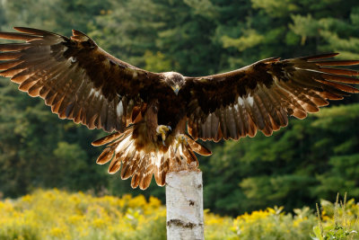 Raptor Conservancy D210904 0303 www.jpg