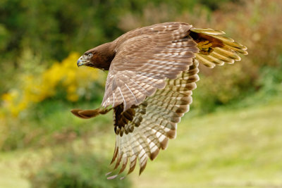 Raptor Conservancy D210904 1025 www.jpg