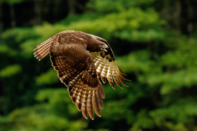 Raptor Conservancy D210904 1091 www.jpg