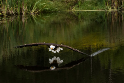 Raptor Conservancy D210905 0754 www.jpg