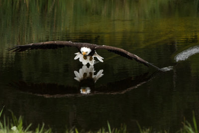 Raptor Conservancy D210905 0869 www.jpg