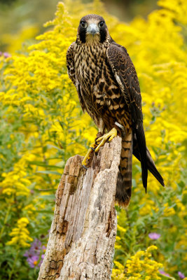 Raptor Conservancy D210905 1289 www.jpg