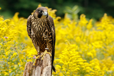 Raptor Conservancy D210905 1438 www.jpg