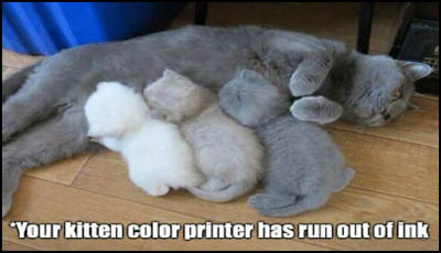 animals - your kitten color.jpg