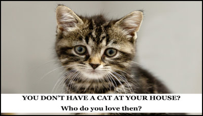 animals - you don't have a cat.jpg