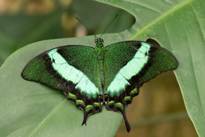 Butterfly Conservatory D210916 908 www.jpg