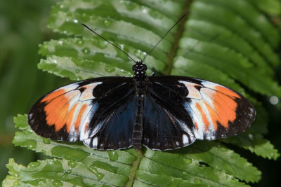 Butterfly Conservatory D210918 434 www.jpg