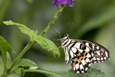 Butterfly Conservatory D210920 121 www.jpg